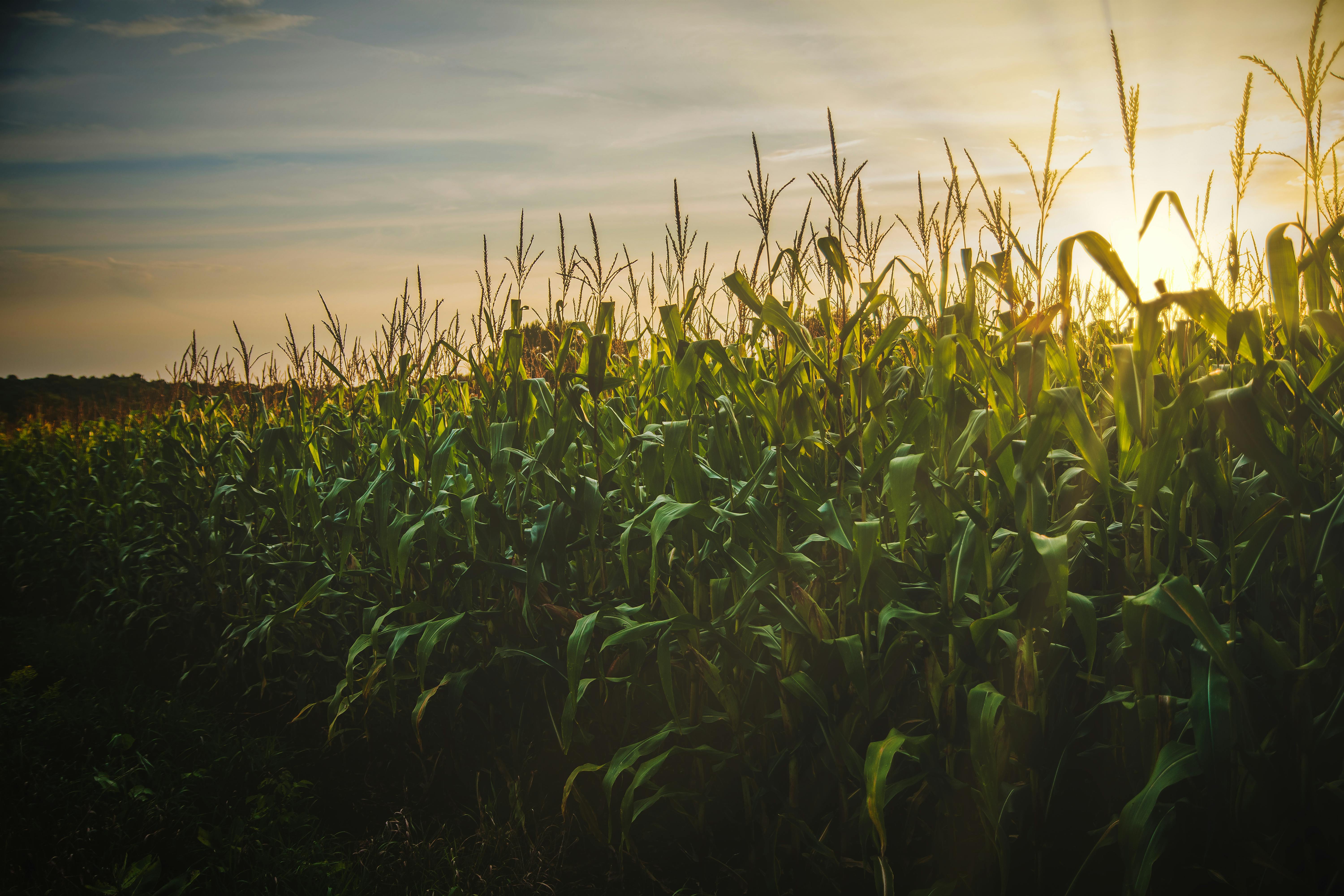 Row crop spraying